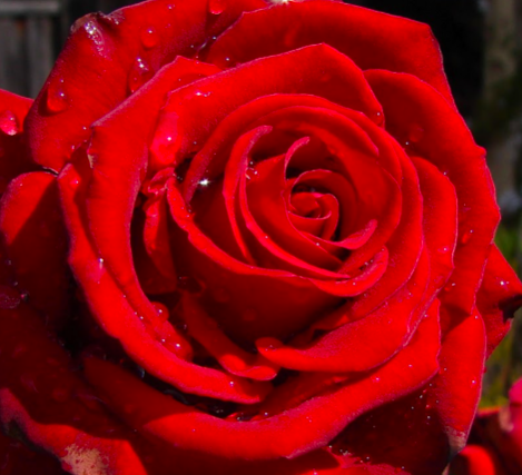 роза Эксплолер саженцы