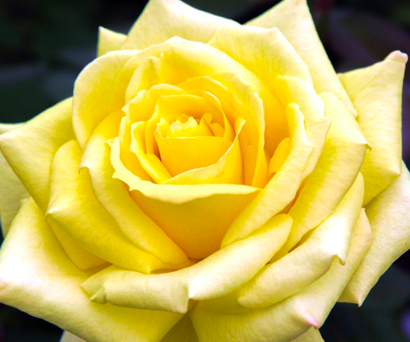 роза Фриско саженцы