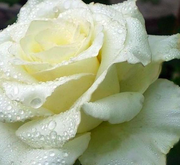 роза Лили Понс саженцы