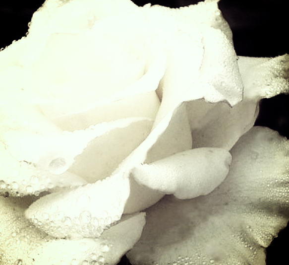 роза  Лили Понс саженцы