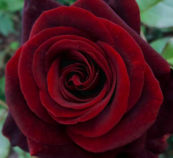 роза Черная магия саженцы