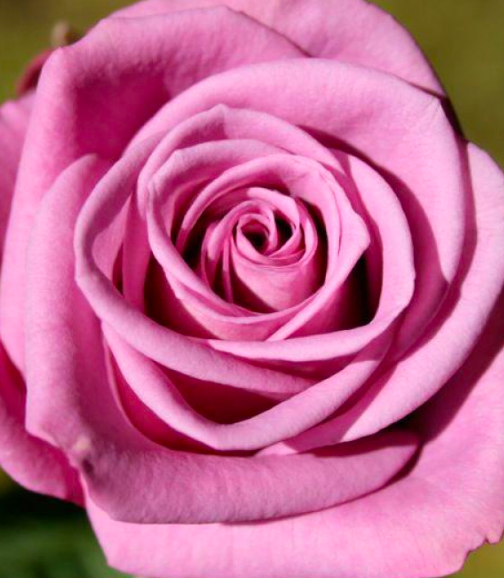 роза Кул Вотер (Cool water) саженцы