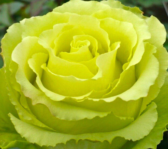 роза Лимбо саженцы