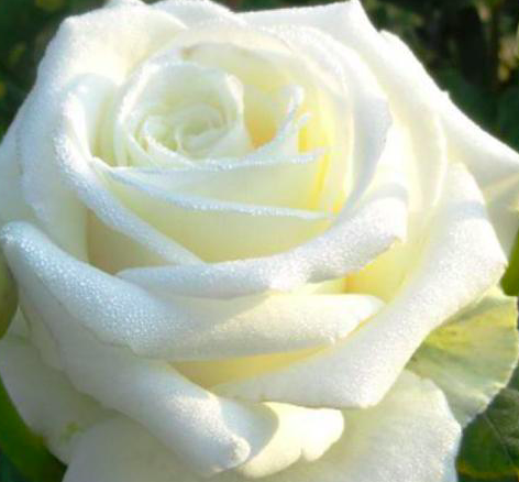 роза Маруся саженцы