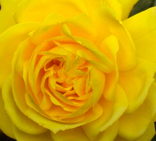 роза Фрезия саженцы