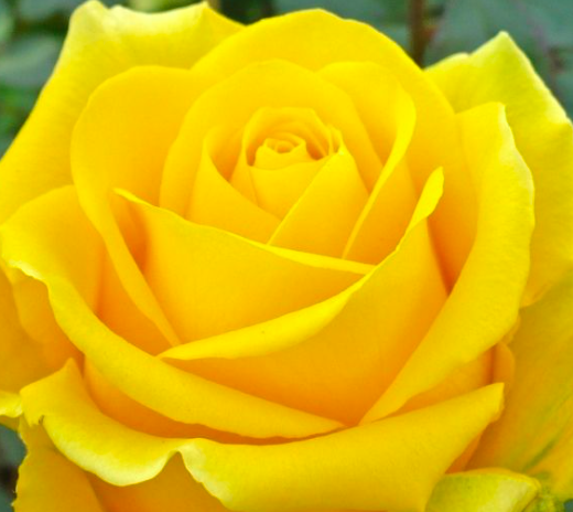 роза Керн саженцы