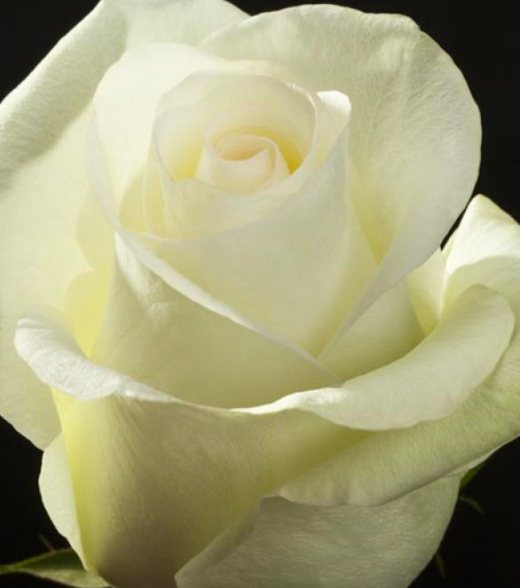 роза Магади саженцы