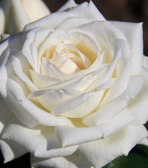 роза Боинг саженцы