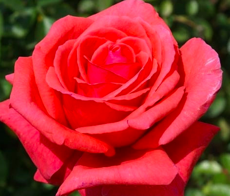 роза Самурай саженцы