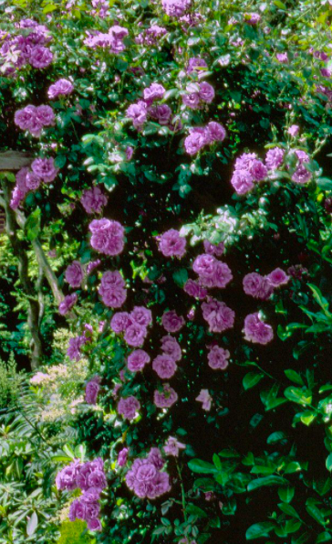 Роза Индиголетта саженцы