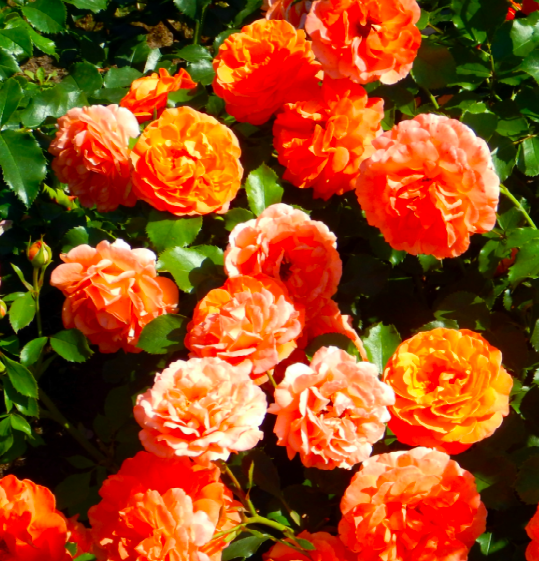 Роза Алоха саженцы