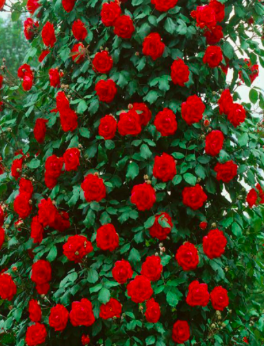 Роза сантана саженцы