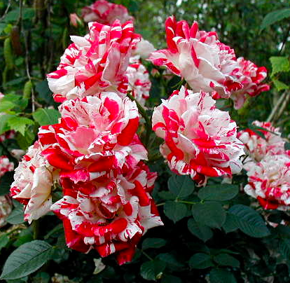 Роза твист саженцы