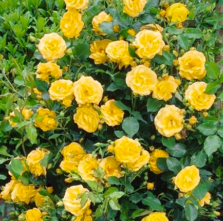 Роза казино саженцы