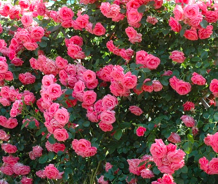 Роза Лавиния саженцы