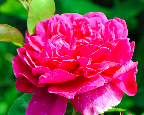 роза Софи Роуз саженцы