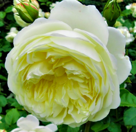 роза Транквилити саженцы