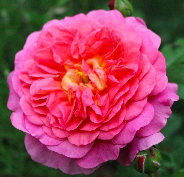 роза Кристофер Марлоу саженцы