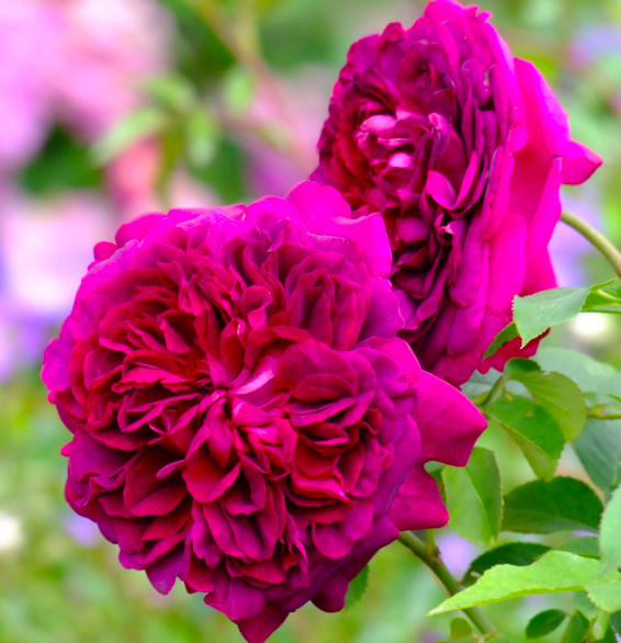 роза Шекспир 2000 саженцы