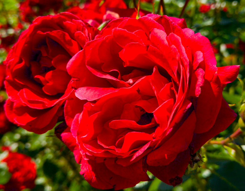 Роза Красная шапочка саженцы