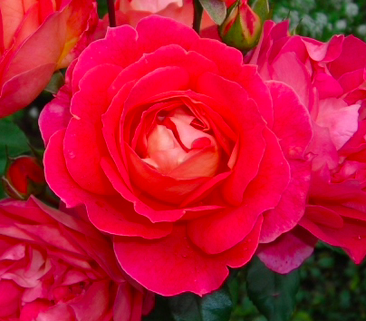 Роза Братья Гримма саженцы