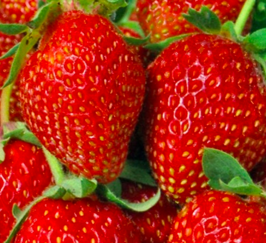 Ремонтантная Клубника Альбион