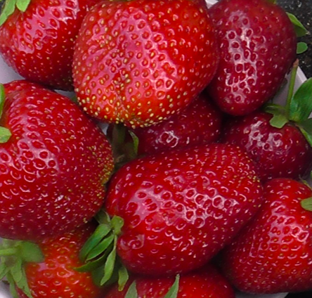 Ремонтантная Клубника Гармония