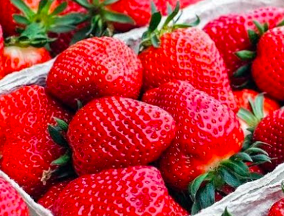 Клубника Альфа