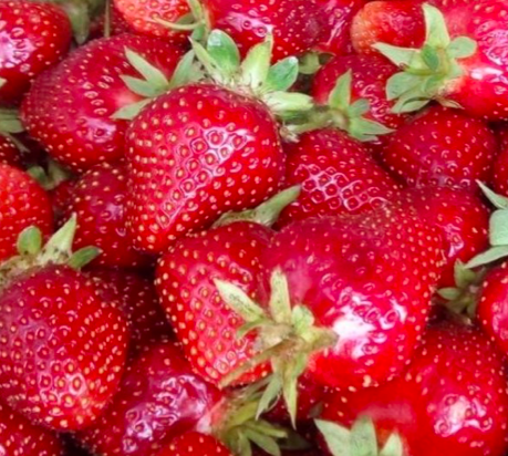 Клубника Джоли