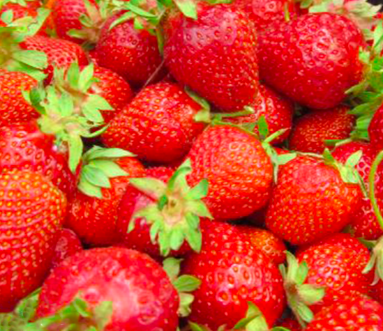Клубника Царица