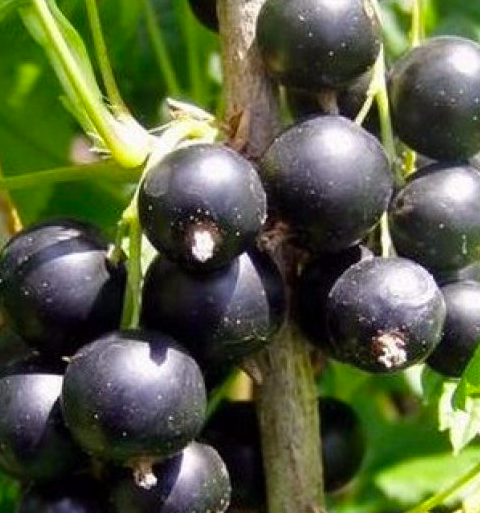 Купить саженцы Йошта Моро