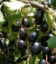 Купить саженцы Йошта Рекст