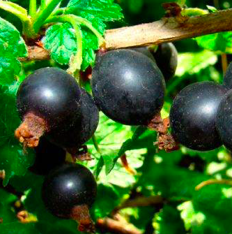 саженцы йошты