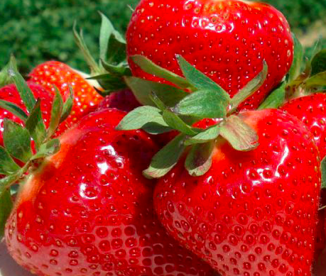 Ремонтантная Клубника мальга