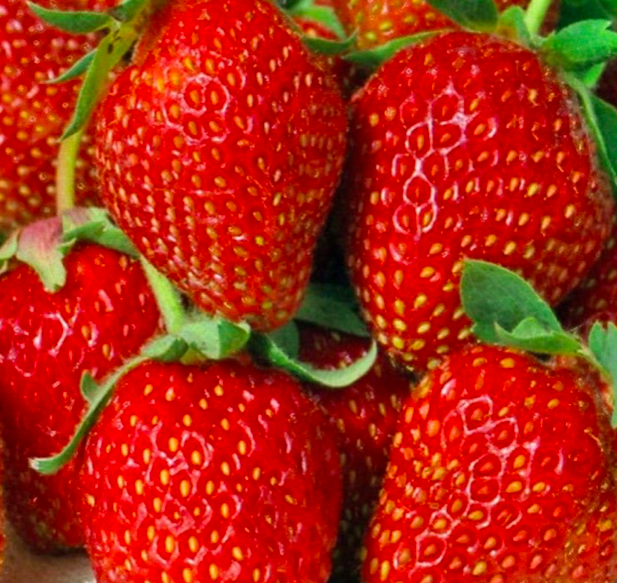 Ремонтантная Клубника Альбион