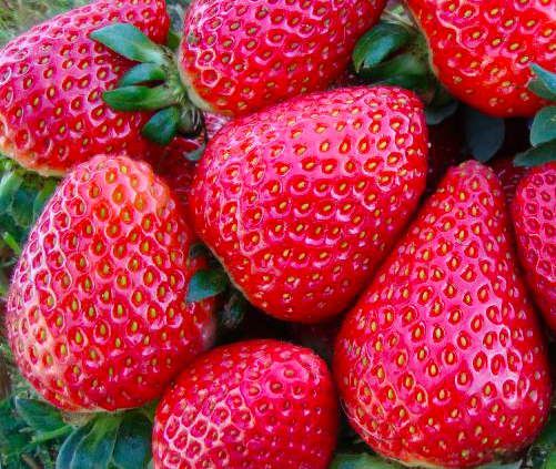 Ремонтантная Клубника Сан-Андреас