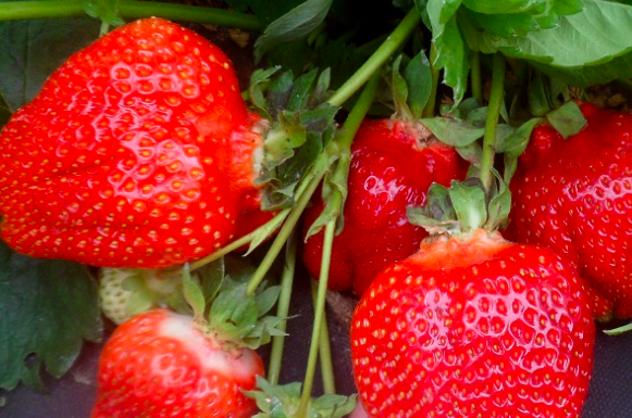 Клубника Азия