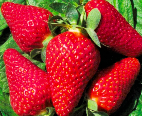 Клубника Лючия