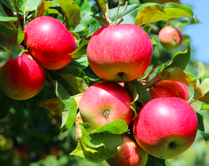 что посадить вместе с грушей