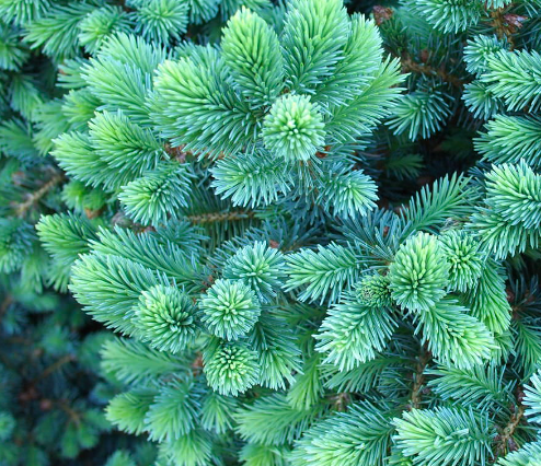 ель колючая кайбаб