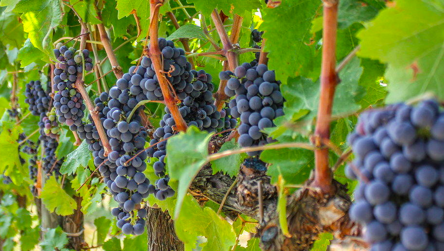 что посадить вместе с грушей