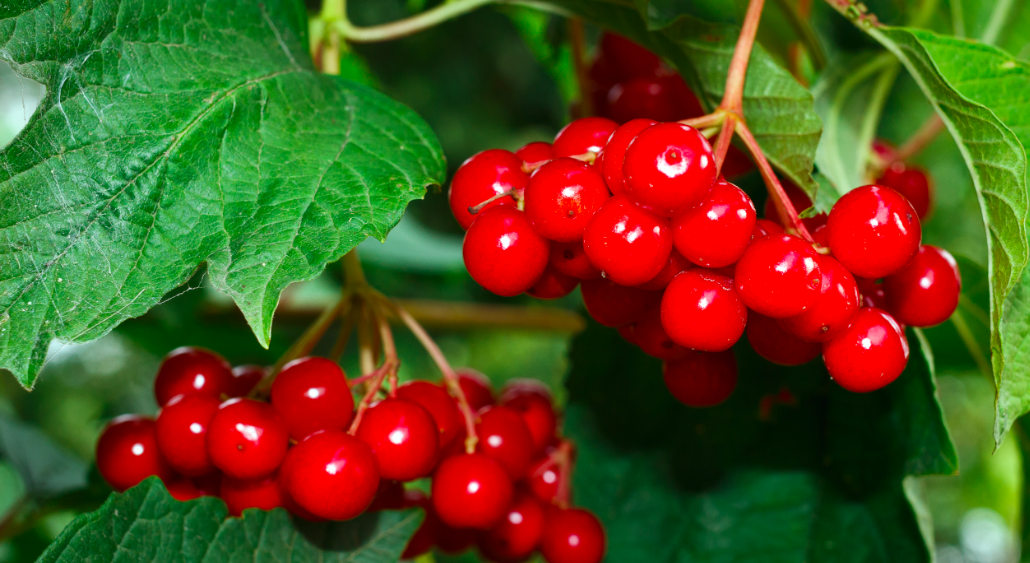 что посадить вместе с вишней