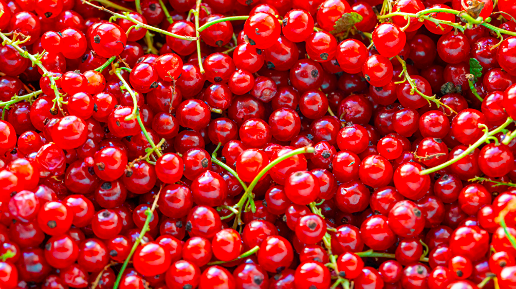 что посадить вместе с вишней