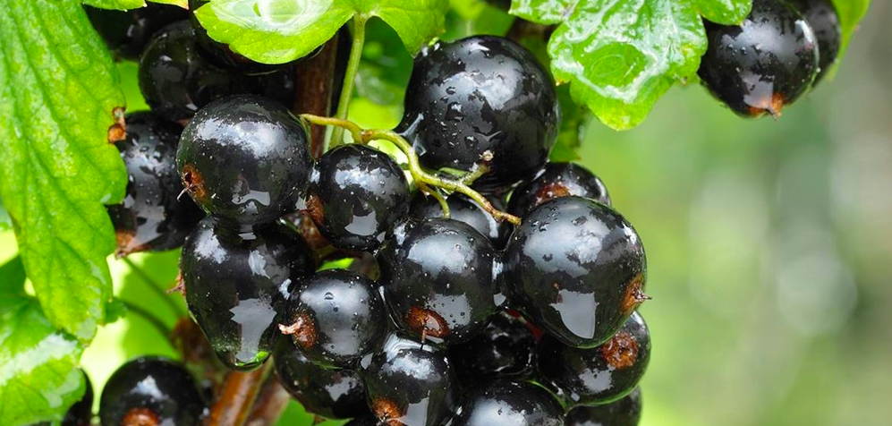 что посадить вместе с грушей