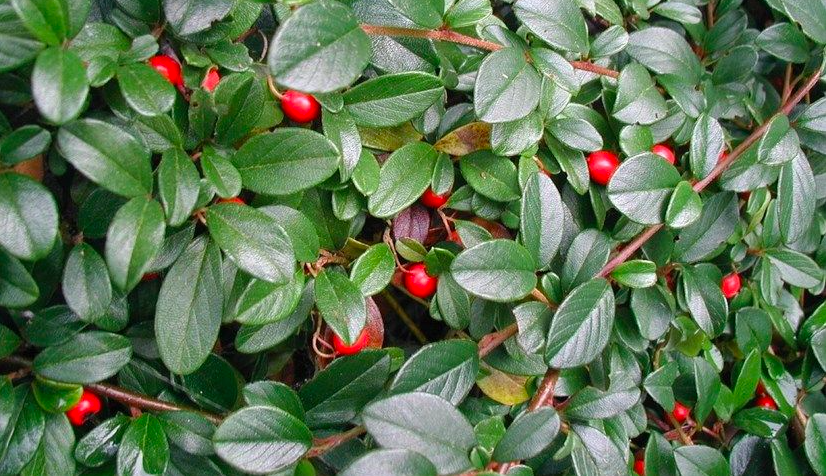 что посадить вместе с грушей