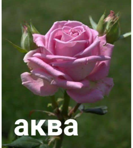 роза ​Аква саженцы