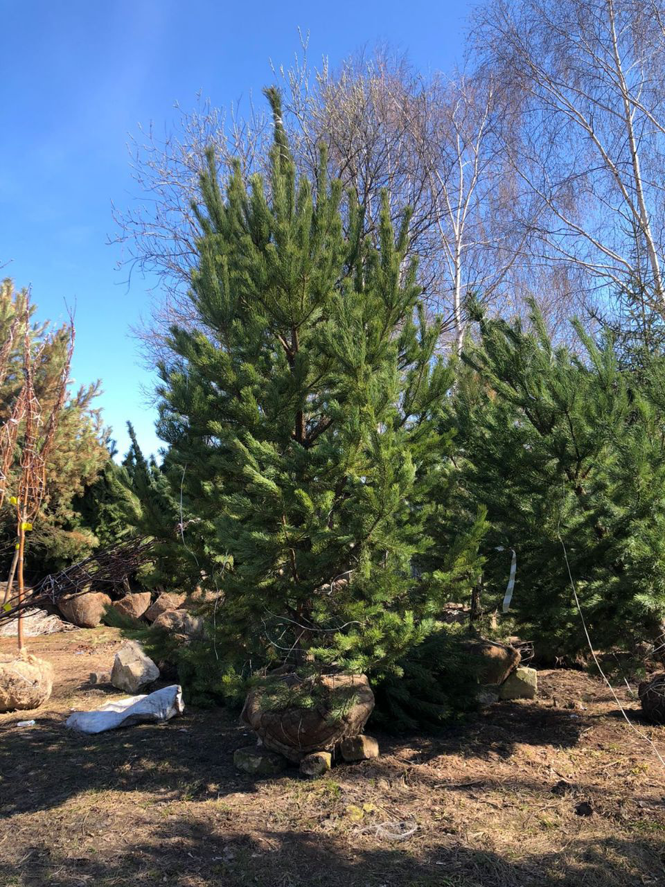 саженцы сосны питомник кольцово