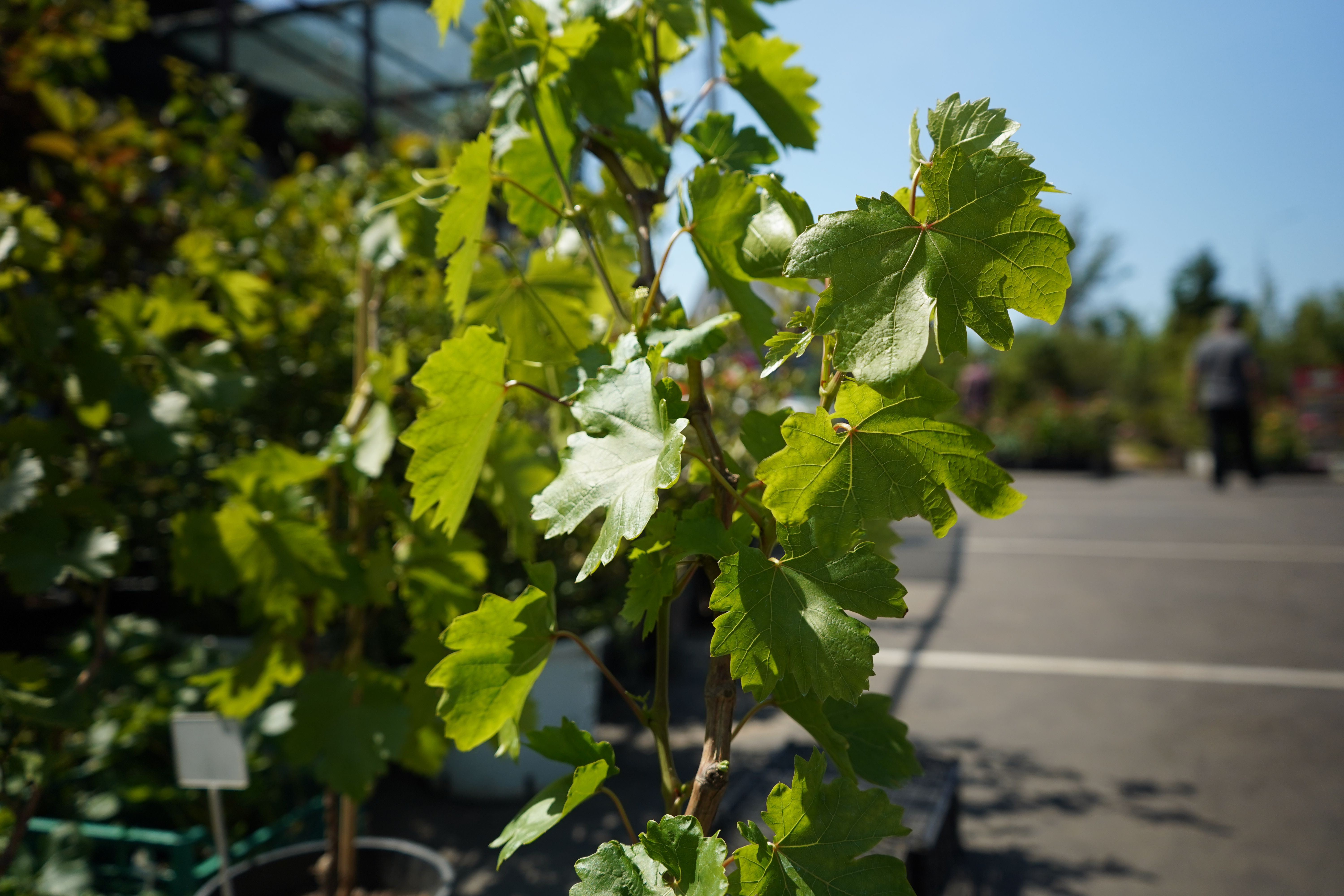 Саженцы винограда 3 года
