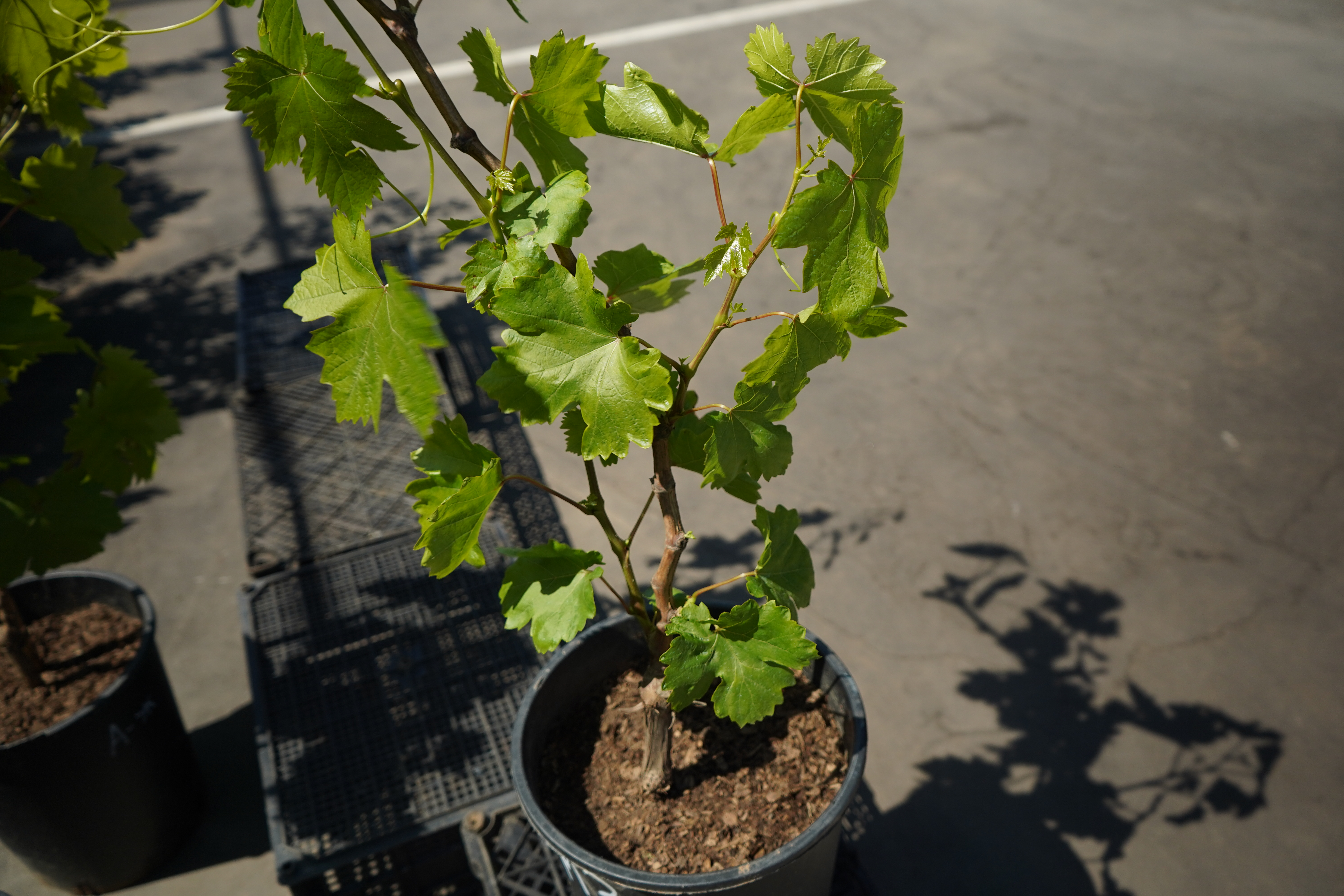 Саженцы винограда как выглядят