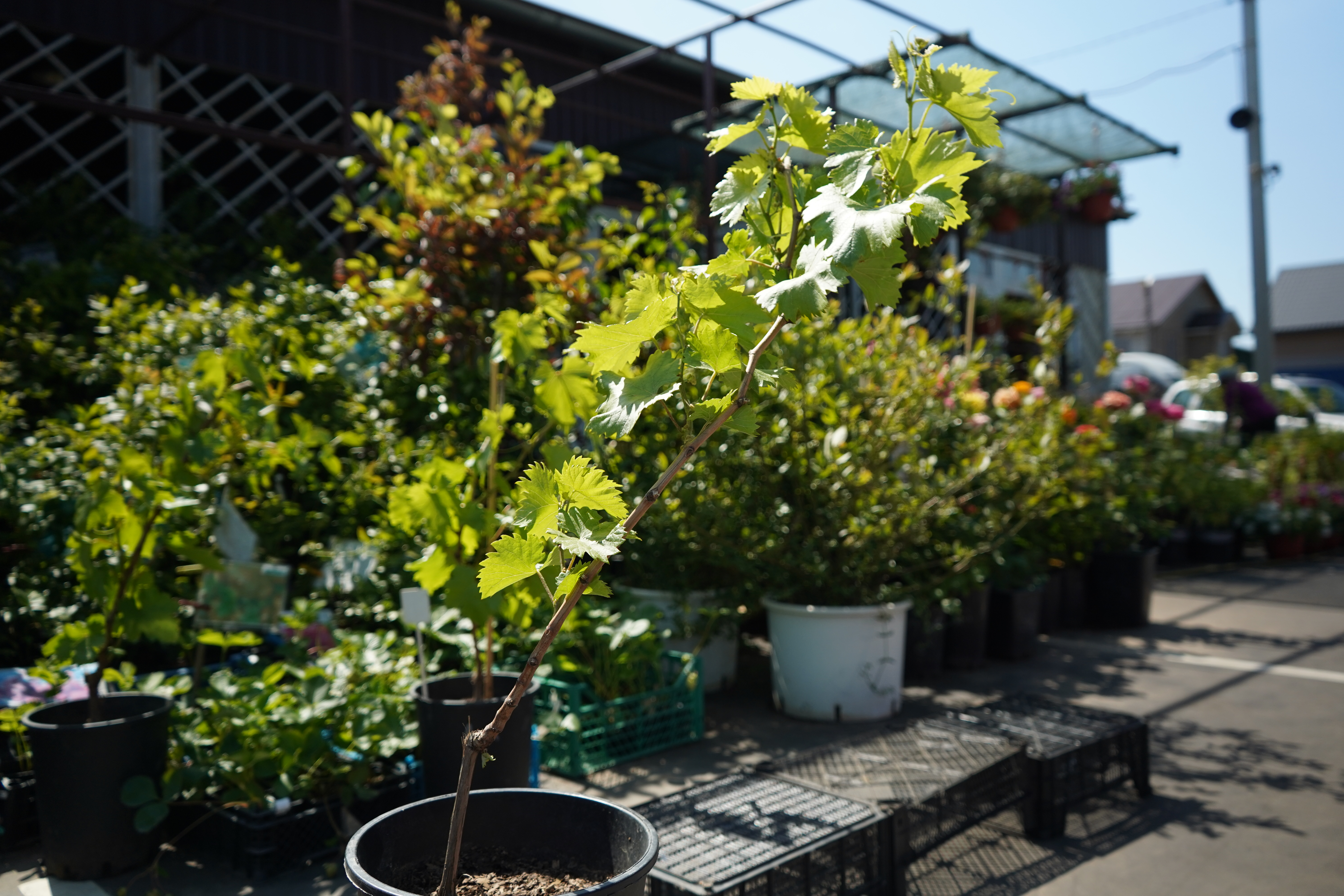 Саженцы винограда как выглядят